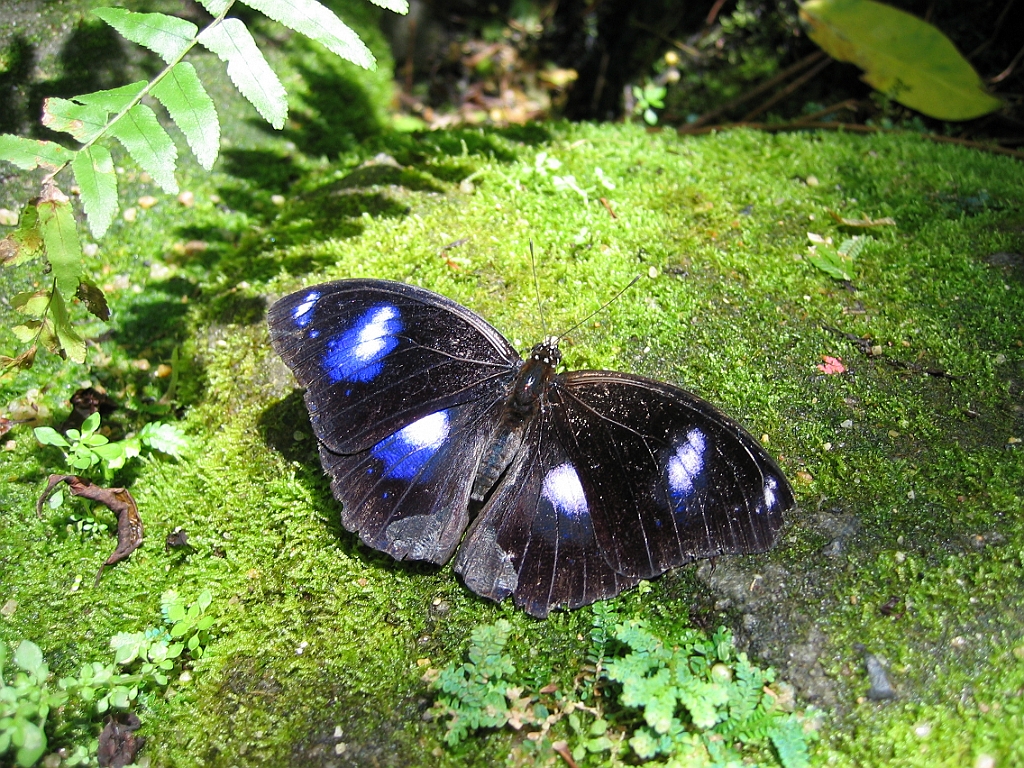 021 Butterfly Sanctuary.jpg